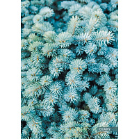 Ежедневник полудат, 192л.,А5, Ель, ЕЖЛ23519207